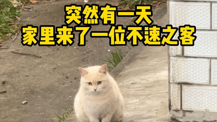 Takdirku dengan Xiao Huang Mi dimulai dari momen ini...