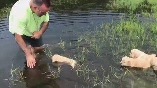 [Pecinta Anjing] Membawa anjing berenang, mereka hebat dalam berbaris