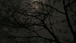 জংলি