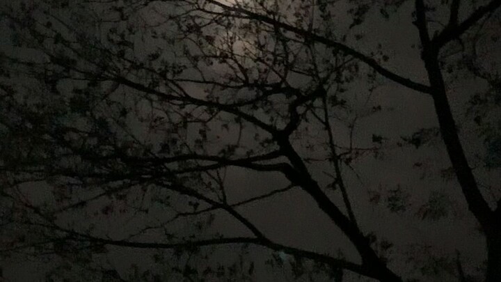 জংলি