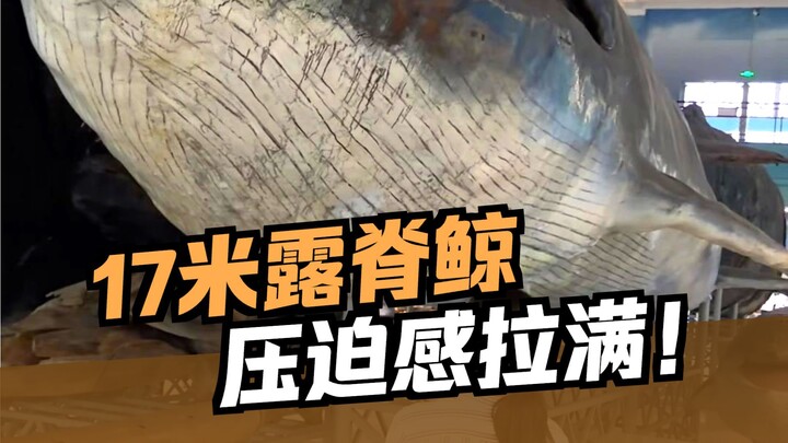 How breathtaking is Asia’s largest whale specimen? A roundup of awe‑inspiring marine giants.