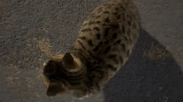 หางมันเล็กจัง หนีมาซ่อนอยู่กับฉันแล้ว!