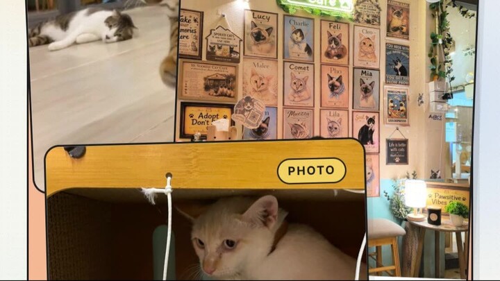 Cats Playing with Café Toys | น้องแมวเล่นของเล่นในคาเฟ่