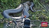 Kinh ngạc cảnh thợ lặn đối mặt trăn Anaconda khổng lồ dài 7 mét| Hóng Khám Phá