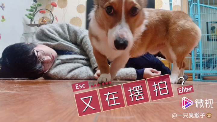 How My Dog Reacts When I Play Dead