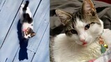 Abigail Kitten From A Stray Cat To Queen Of Her Family - Save Animal