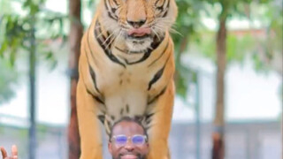 Big cat photo