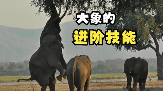 原来大象可以双腿站起来！