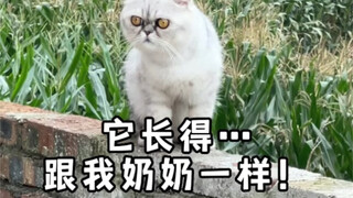 القطة الجدة والبطل فاك ـ الحلقة 1