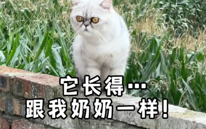 Grandma Cat and Fakeman Episode 1