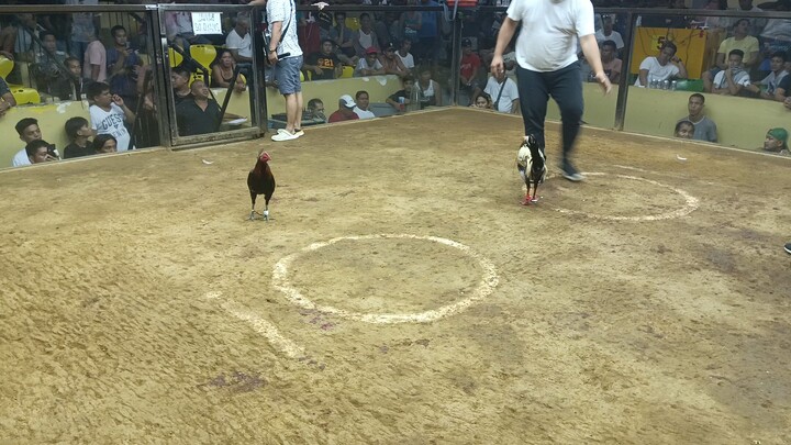 LIEPER HATCH STRIKES 7COCKS DERBY SA TANUAN BATANGAS