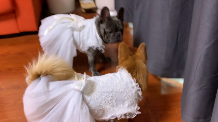 Have you ever seen a dog look super awkward?