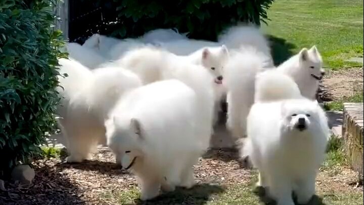 A group of Samoyeds basking in the sun