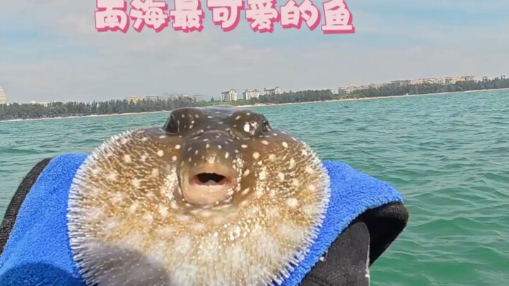 The Cutest Fish in the South China Sea