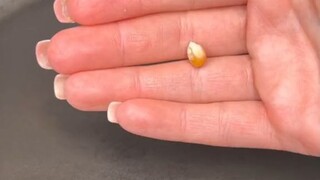 人类无聊的时候会干嘛？网友花一分钟做了一颗爆米花