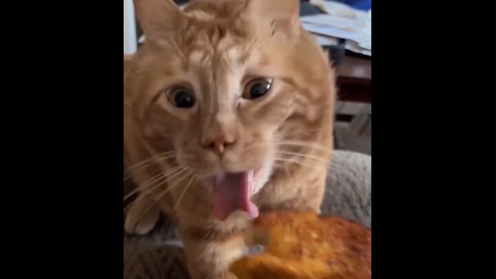 Meow: Smelly snail noodles!