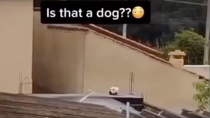 Funny moments {Is it a dog?}🗿