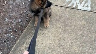A German Shepherd who needs a hug when going for a walk, and eagerly follows his owner as soon as th