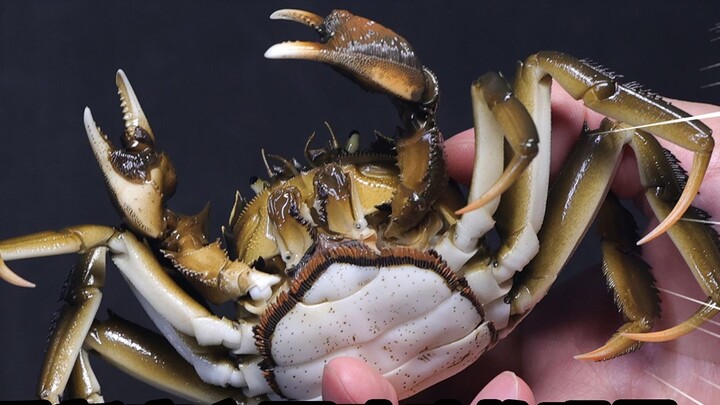 [Supplementary file] How realistic can a 599 yuan hairy crab toy be?! Junqing Studio's super movable