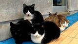 [Pecinta Kucing] Semua kucing liar kedinginan karena cuaca hari ini