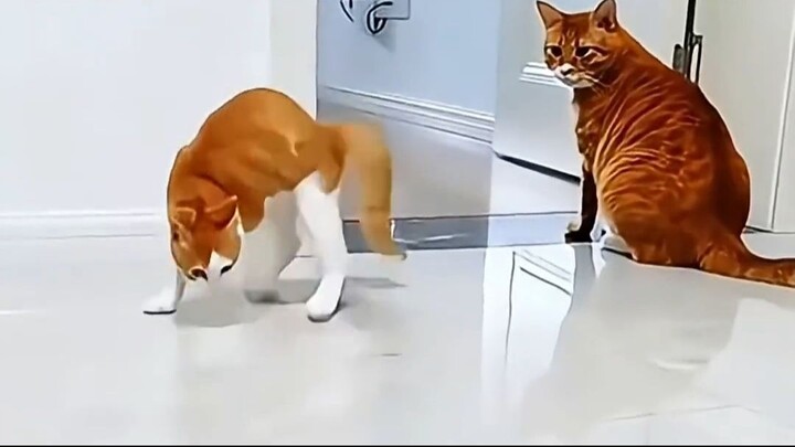 funny pets video - top amazing 005