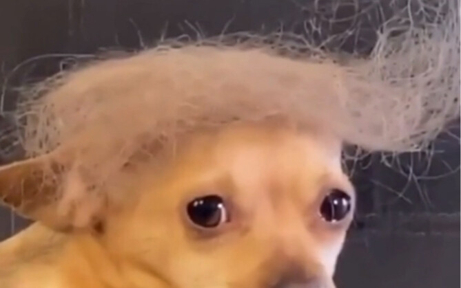 The fake hairstyle I made for my dog—how's it look?