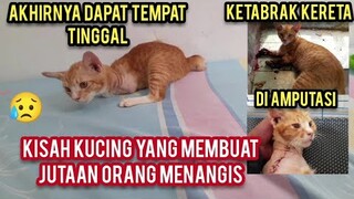 Masya Allah Kucing Yang Ketabrak Kreta Api Akhirnya Sudah Sembuh Dan Dapat Hadiah Tempat Tinggal..!