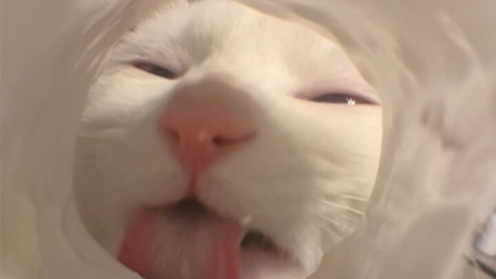 Ah-Miao immersively licks yogurt, the kitten’s yogurt nose