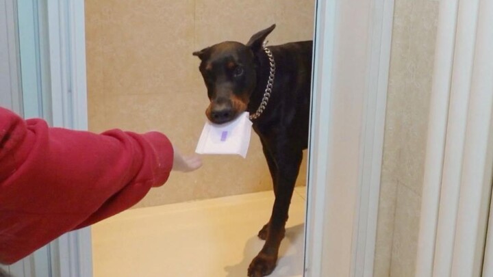 【Thiết Trụ】Hành động ấm áp của chú chó Doberman ❤