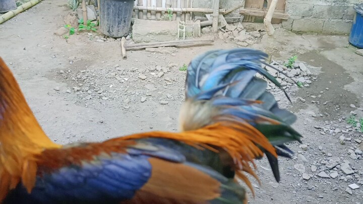 golden vs roundhead stags🐓🐓