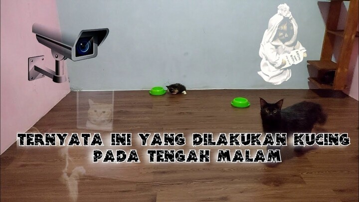 MELETAKKAN KAMERA DI KAMAR KUCING PADA TENGAH MALAM HARI, TERNYATA PERLAKUANNYA BEGINI