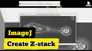 How to combine microscope z-stack images into video