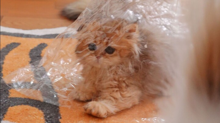 When I Used a Sack to Give Three Cats an IQ Test