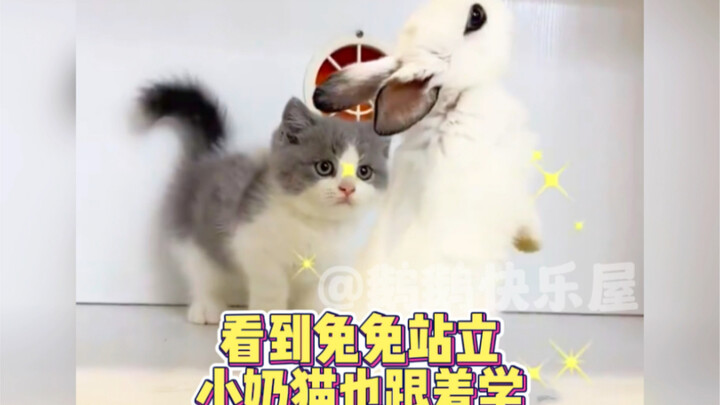 ما أروع أن يتعلّم القط الصغير الوقوف مثل الأرنب الصغير!