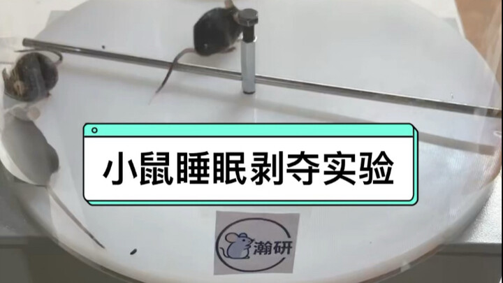 Mouse Sleep Deprivation Experiment