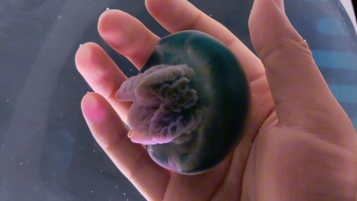 Feeling down? Let’s pet some jellyfish.