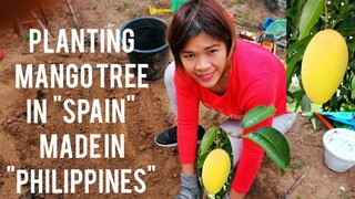 Planting mango tree in spain..Manga carabao made in Philippines by Gabriel World..