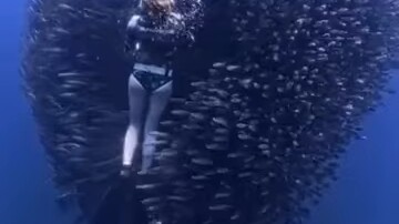 When the school of fish thinks she poses no threat