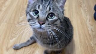 当小猫学会喊麻麻，人被喊迷糊了