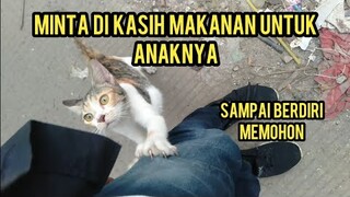 Masya Allah Kucing Ini Ngejar-Ngejar minta Makan Untuk Anaknya Yang Masih Kecil..!