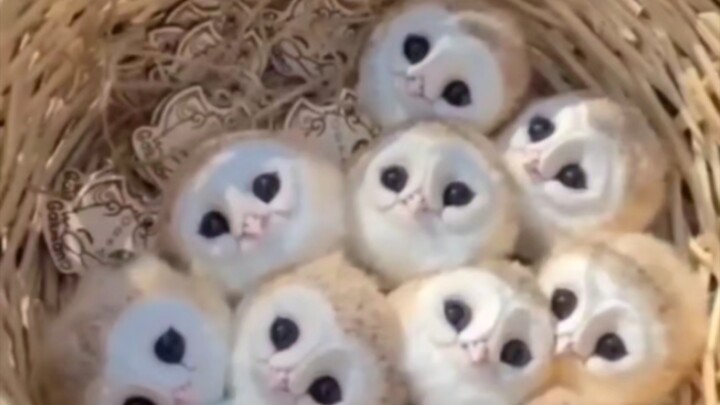 Chú mèo cú thật đáng yêu!