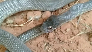 Peerless divine skill, fighting with both hands simultaneously!!! (I eat myself!)