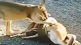 Kangaroo attacked by snake and its friend trying to help him free