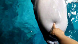 Cá voi trắng nào cũng đều có tính khí nóng nảy!