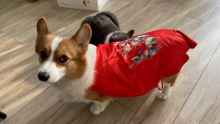 Such ridiculous red mandarin duck bib buyers—don’t miss the comments section, or you’ll regret it! H