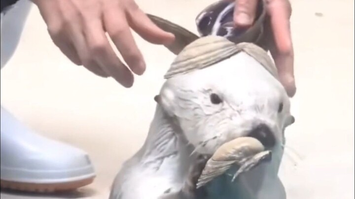 Hahaha, chú rái cá biển thật sự dễ thương quá đi~