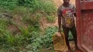 peloading panen buah kelapa sawit