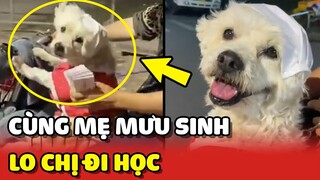 Chú chó đi BÁN VÉ SỐ cùng mẹ để lo cho chị ĐI HỌC ❤️ | Yêu Lu