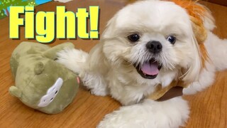 Borgy the Shih Tzu Goes Back to The Jungle | Cute & Funny Dog Video