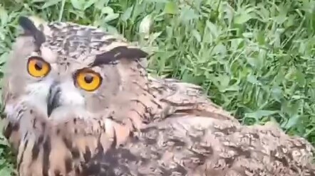 اكتشفت قنبلة نووية برية تتجول في الخارج، فقام والدي بالتحادث معها بودّ ومحبة.